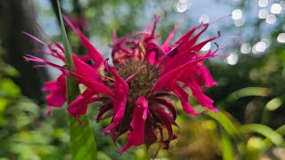 hummingbird garden in full bloom [upl. by Esyli]