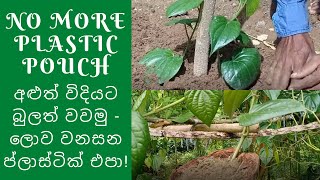 අළුත් විදියට බුලත් වවමු  ලොව වනසන ප්ලාස්ටික් එපා No more plastic pouch for the garden Learn how [upl. by Eronaele]