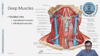 Muscles of the Neck [upl. by Rupert]