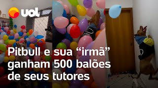 Pitbull e sua irmã ganham 500 balões de seus tutores e vídeo viraliza nas redes sociais veja [upl. by Vokaay]