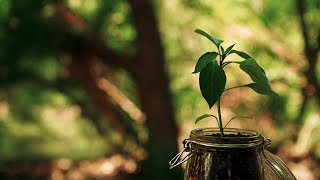 THE SEED  Inspirational Short Film [upl. by Ailad48]