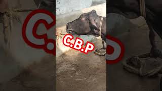 contagious bovine pleuropneumonia इस गाय को क्या हो गयाtrending animals dairyfarm doglover 🌺🏵️💉 [upl. by Hedgcock511]