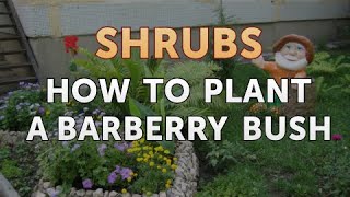 How to Plant a Barberry Bush [upl. by Engud]