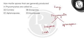 Nonmotile spores that are generally produced in Phycomycetes are called as [upl. by Dana]