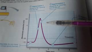 Depolarization and Repolarization [upl. by Winnifred]