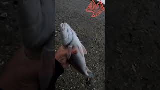 Inshore fishing outdoors fishing fish reddrum [upl. by Sanez]