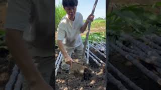 Diving into Roots amp Harvesting Sugarcane  AgricultureLife [upl. by Akenat]