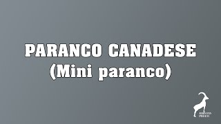 136 Paranco Canadese Mini paranco [upl. by Campos]