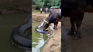 This video is absolutely beyond belief the buffalo actually ate half a python youtubeshorts [upl. by Ayirp]