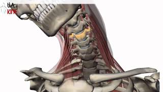 Columna Cervical Biomecanica  Artrocinematica [upl. by Macmullin932]