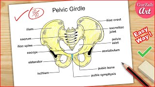 How to Draw Pelvic Girdle Labelled diagram  Pelvis bone drawing easy  CBSE [upl. by Orin]