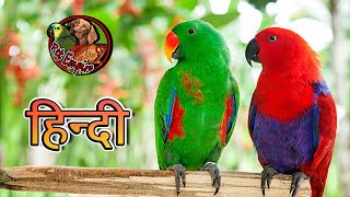 Everything about Eclectus in Hindi  Large Parrots [upl. by Ennad]