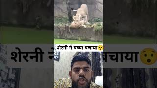 शेरनी ने बच्चा बचाया। Lion saved the life of the kid lion lion animals reaction shorts viral [upl. by Scottie]