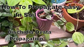 Propagating Dischidia Ovata in Soil  How to propagate in soil [upl. by Estes118]