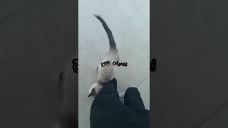 من أجمل القطط🐈  قط《 سيامي》🐱الوديع [upl. by Ecurb]