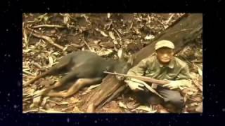 Go to the forest with famous Cambodia hunter  Hunting and Cooking wild chicken [upl. by Ynohtnaluap962]