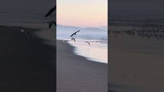 Sanderlings Ocean Beach San Francisco birds shorebirds oceanbeach sanderlings californiacoast [upl. by Ylhsa]