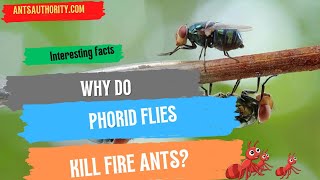 Why Do Phorid Flies Kill Fire Ants [upl. by Adiene]