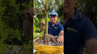 Bahan bonsai mirip dino inspirasibonsai [upl. by Elocn]