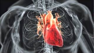 HUMAN HEART BEAT SOUND EFFECT IN HIGH QUALITY [upl. by Forta]