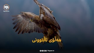 ئەی ڤی ئای بزانە سەڵاحەددینی ئەیوبی بۆچی هەڵۆی ئاڵتوونی وەکو دروشم بۆ هێز و توانای خۆی بەکارهێناوە [upl. by Annatnom793]