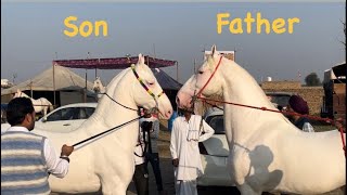 StallionGABBAR Son of Champion StallionSHAKTI  shri Ganganagar horse fair 2023 [upl. by Ahsitel40]