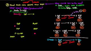 Pentose Phosphate Pathway Part 3 of 5  Control and Regulation Details [upl. by Sonja78]