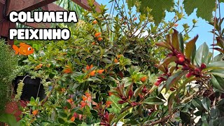 Planta COLUMEIA PEIXINHO  Dicas de cultivo  Plantas de casa [upl. by Eintirb94]