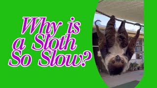 WHY IS A SLOTH SO SLOW [upl. by Eydie]