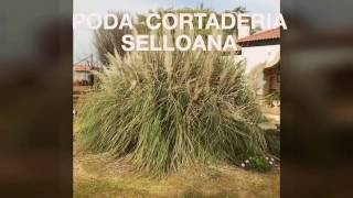 CORTADERIA SELLOANA  Plumero [upl. by Nosyarg]