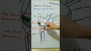 Genicular Anastomosis around knee joint [upl. by Porta]