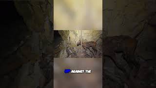 Exploring The Coyote DEATH Mine Mummified Critters and More [upl. by Sotnas845]