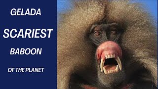 True Facts  Gelada Baboon  The Scariest Herbivore On Earth [upl. by Ztnaj]