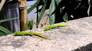 Hawaiian Day Gecko fighting over Territory [upl. by Shishko460]