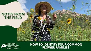 Beginner Botany How to Identify Four Common Flower Families [upl. by Airrat]