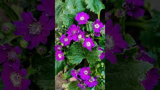 Cineraria  flower nature naturephotography naturelovers krishna morning [upl. by Drahsar]