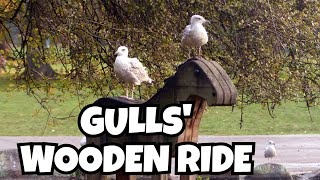 Gulls wooden ride [upl. by Mauri]