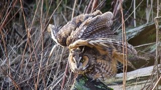 Awakening A Longeared Owl comes to Life [upl. by Halyahs]