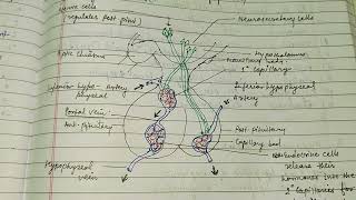 Hypothalamic control of endocrine system hypothalamus endocrinegland alkaranigupta8791 [upl. by Garcon]