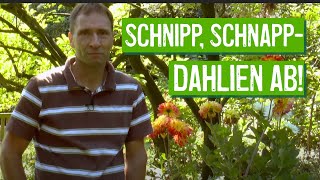 Dahlien richtig schneiden  Der Grüne Tipp kompakt [upl. by Ahseenak29]