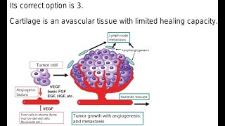 Examples of Avascular Tissues or structures in the human body [upl. by Ydarg]