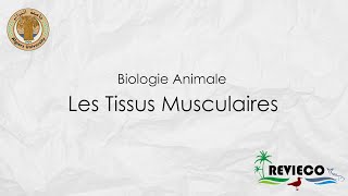 Les Tissus Musculaires TP°5 [upl. by Alithia]