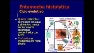 ENTAMOEBA HISTOLYTICA  ENTAMOEBA COLI parasitologia español [upl. by Halonna52]