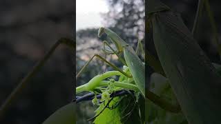 Tenodera aridifolia [upl. by Clarine]