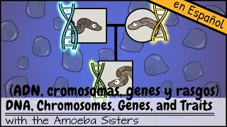 ADN cromosomas genes y rasgos [upl. by Concepcion]