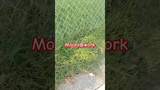 Moorswork LANDSCAPING TAKING CARE OF OUR TEMPLE FREE ISLAM ltpfj ourstory [upl. by Darooge]