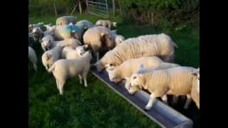 Texel Sheep Cherry Hill Texels [upl. by Tanny856]