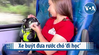 Xe buýt đưa rước chó ‘đi học’  VOA Tiếng Việt [upl. by Shenan]