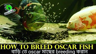 How to breed oscar fish in bengali  খুব সহজে অস্কার মাছের breeding করুন বাড়িতেই  rahulsworld [upl. by Pine805]