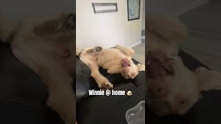 Winnie is just a big goof🐶 labradoodles funny dogmom doglover [upl. by Hayyikaz]